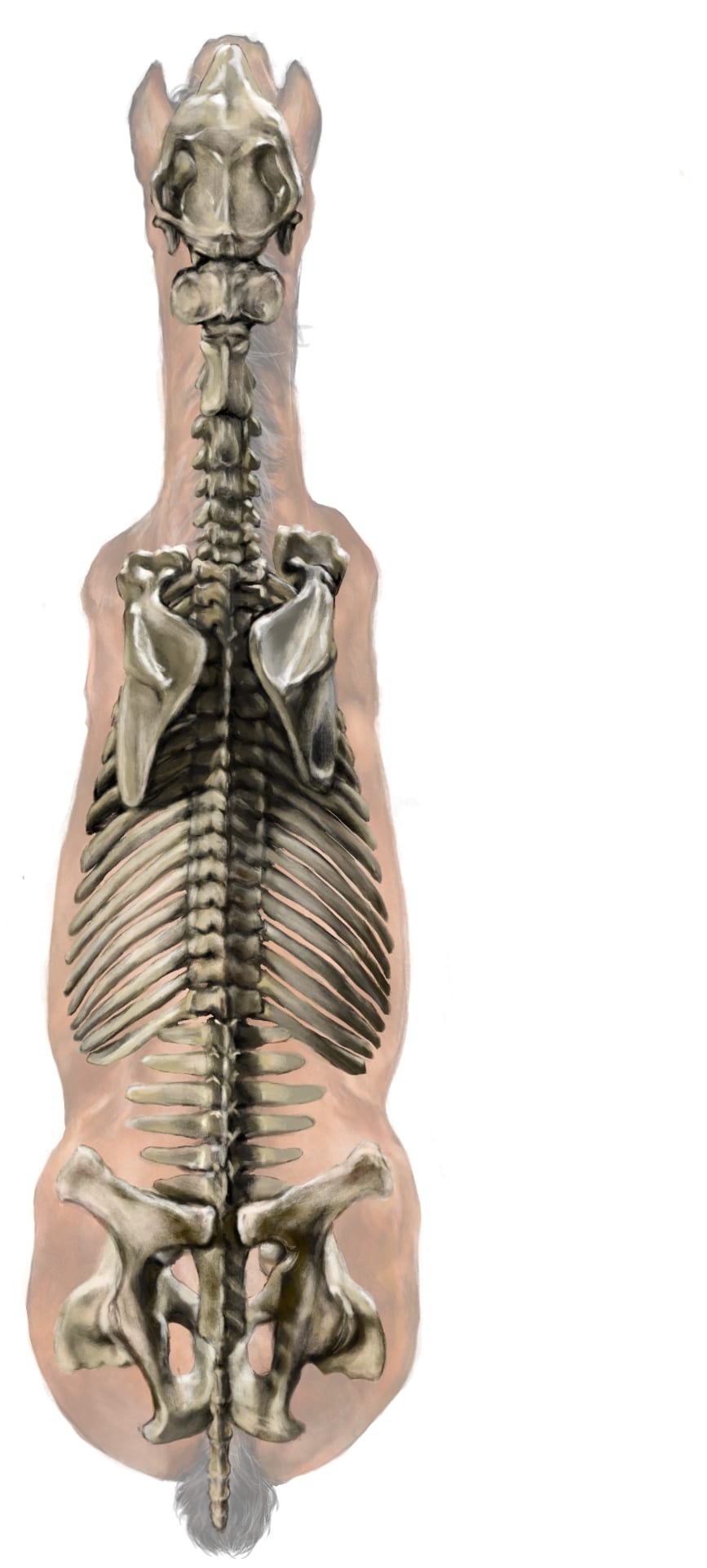 Dorsal diagram