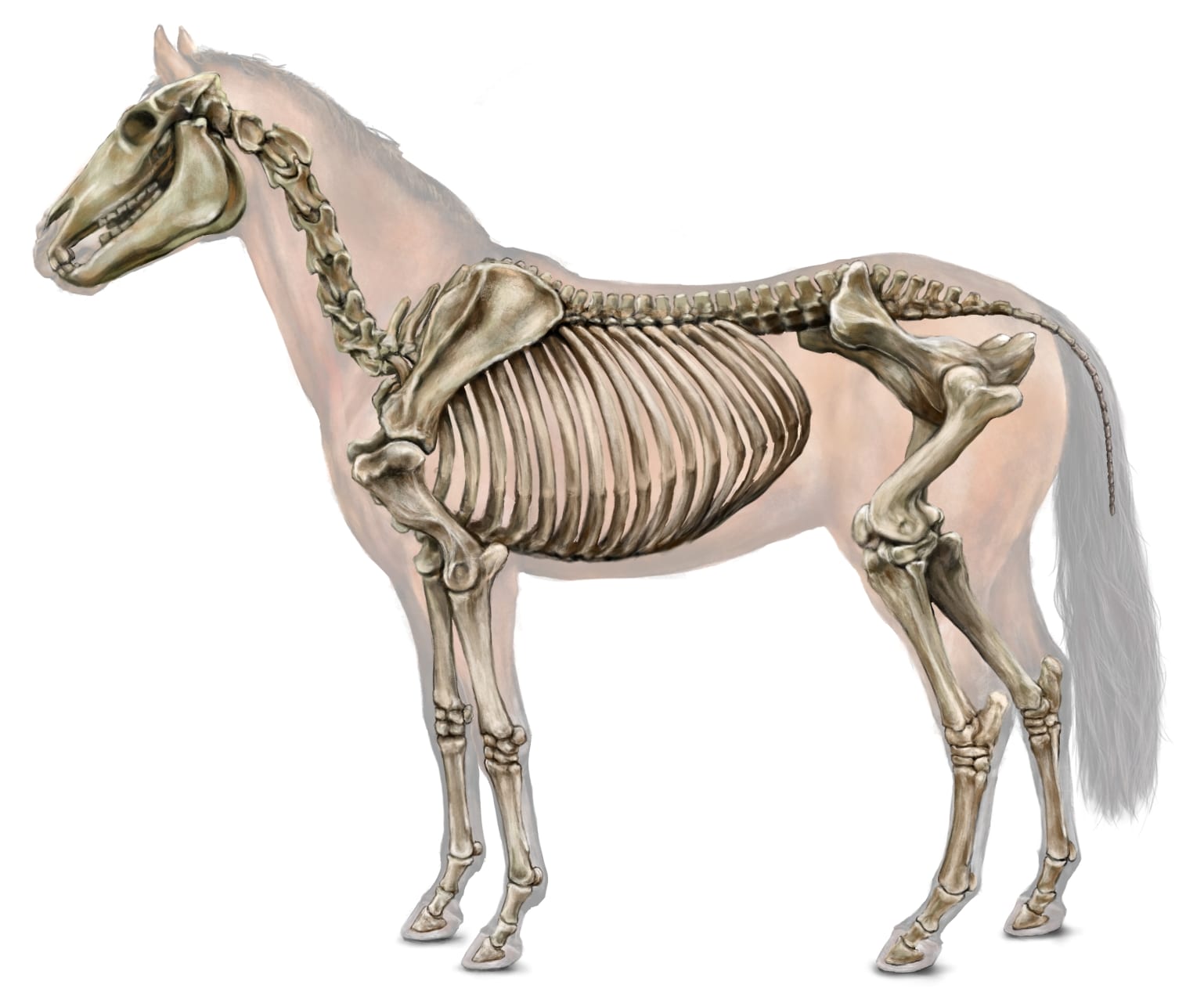Left lateral diagram
